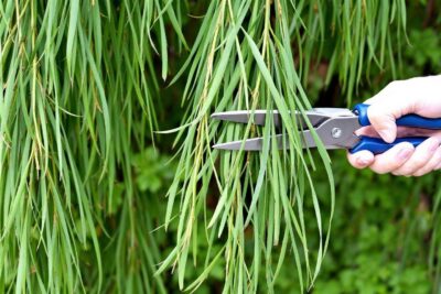 Quand et comment tailler un saule crevette ?