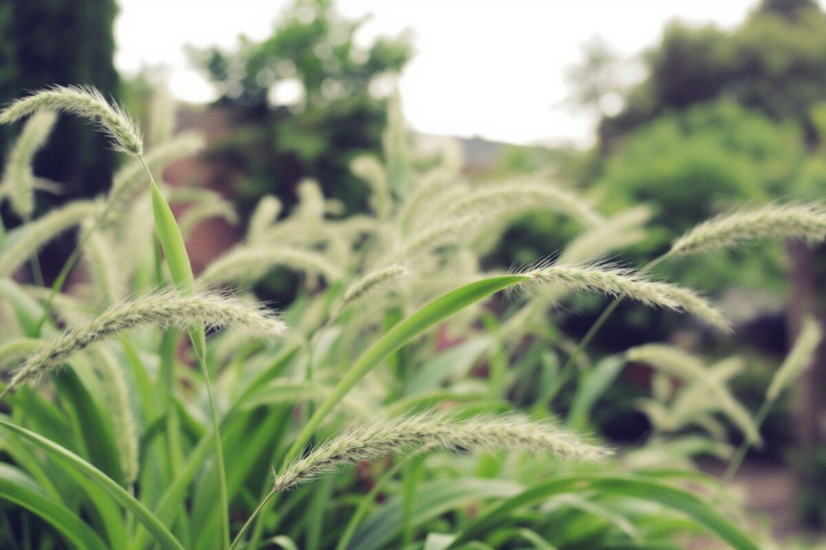 Jardin à l’anglaise : Comment créer cet espace romantique chez vous ?